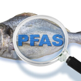 Poison poisson? Study finds high-levels of PFAS in seafood